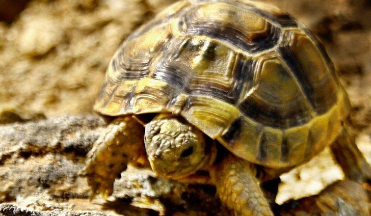 Gözüne diken batan kaplumbağayı ’gezgin öğretmen’ kurtardı G3