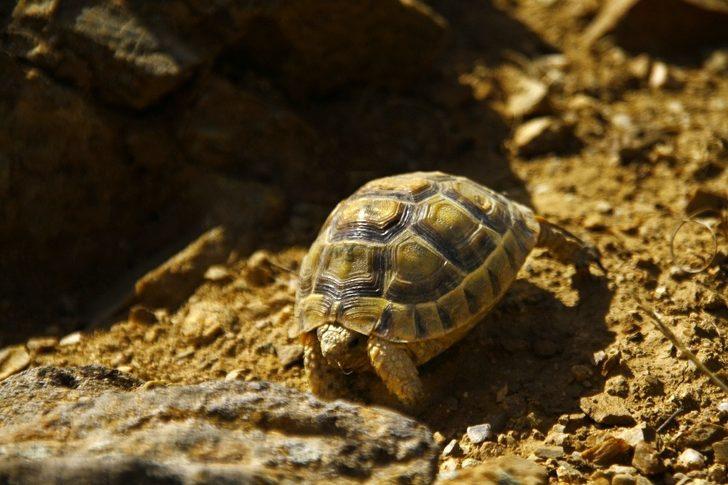 Gözüne diken batan kaplumbağayı ’gezgin öğretmen’ kurtardı G4