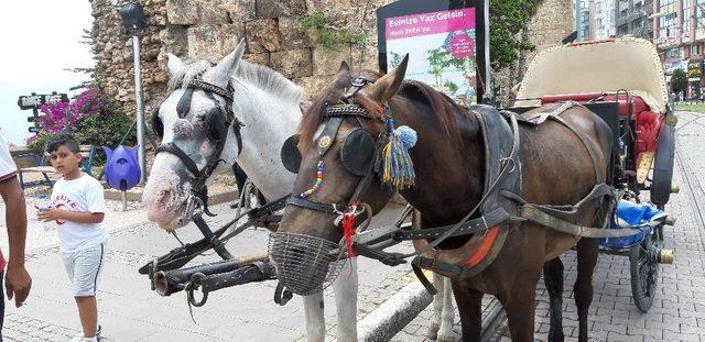 Antalya faytoncular son kez Antalya sokaklarındaydı