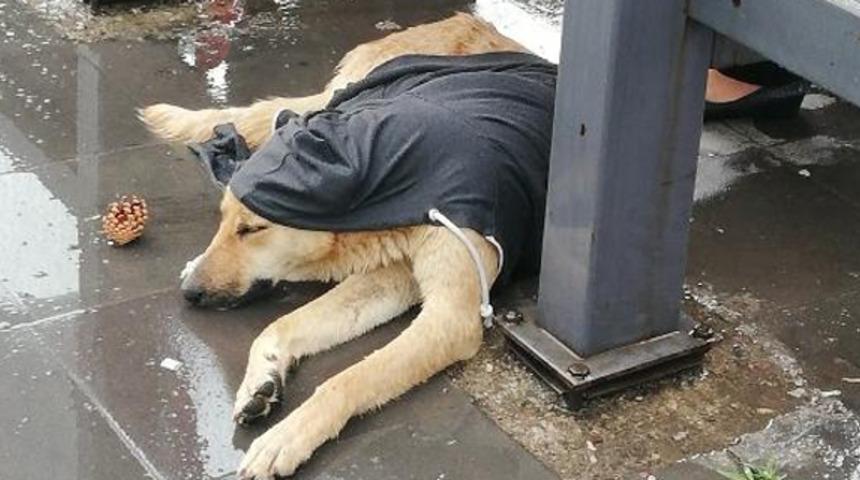 Yağmurda k&ouml;peğin &uuml;zerine hırka &ouml;rtt&uuml;ler