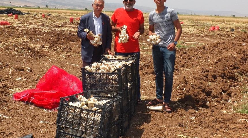 Sarımsaklarını şehit ve gazi ailelerine bağışladı