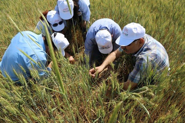 200 bin dekarlık tarım arazisinde ’süne’ mücadelesi G3