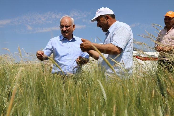 200 bin dekarlık tarım arazisinde ’süne’ mücadelesi G5