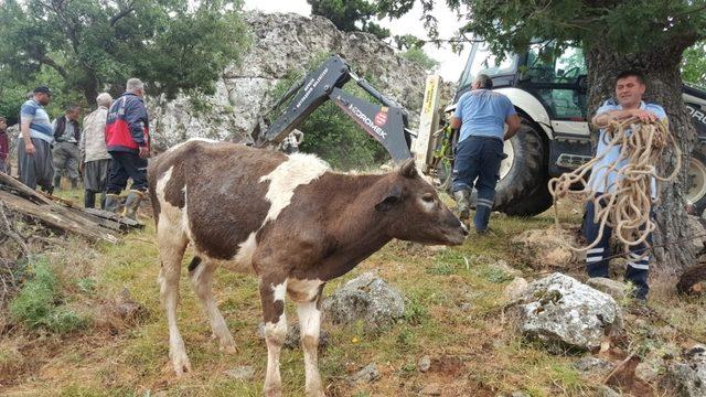 Su kuyusuna düşen dana itfaiye ekiplerince kurtarıldı