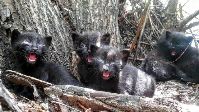 O kedi yavrularını korumak isterken öldü