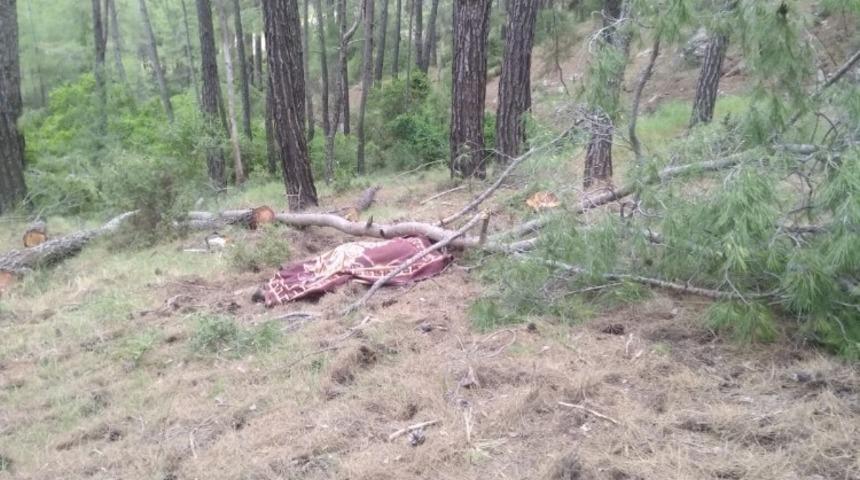 Kestiği ağacın altında can verdi