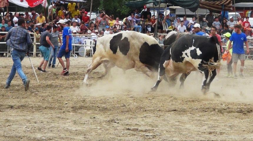 Ula&rsquo;da boğa g&uuml;reşi