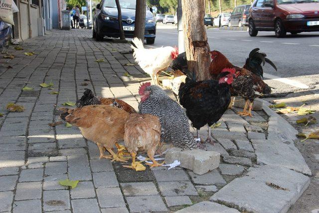 KKKA hastalığına karşı en etkili önlem tavuklar