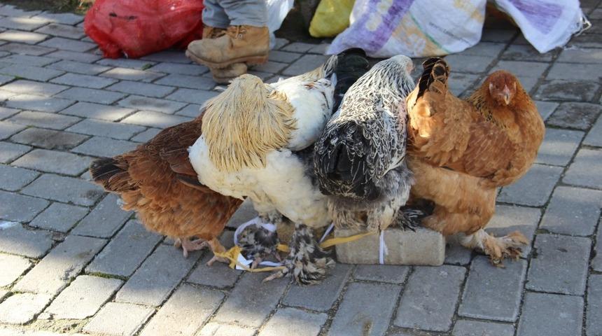 KKKA hastalığına karşı en etkili &ouml;nlem tavuklar