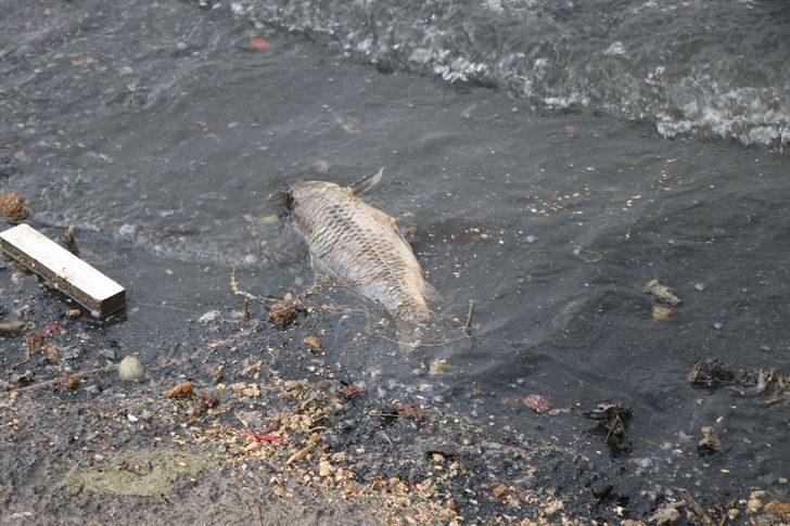 Sahilde korkutan görüntü! Yüzlercesi bu halde bulundu G2