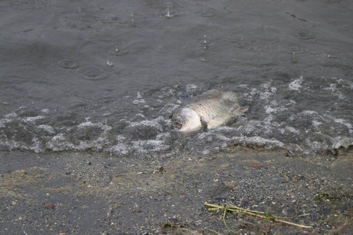 Sahilde korkutan görüntü! Yüzlercesi bu halde bulundu G4