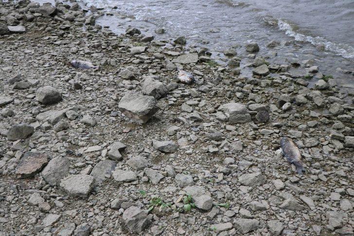 Sahilde korkutan görüntü! Yüzlercesi bu halde bulundu G5