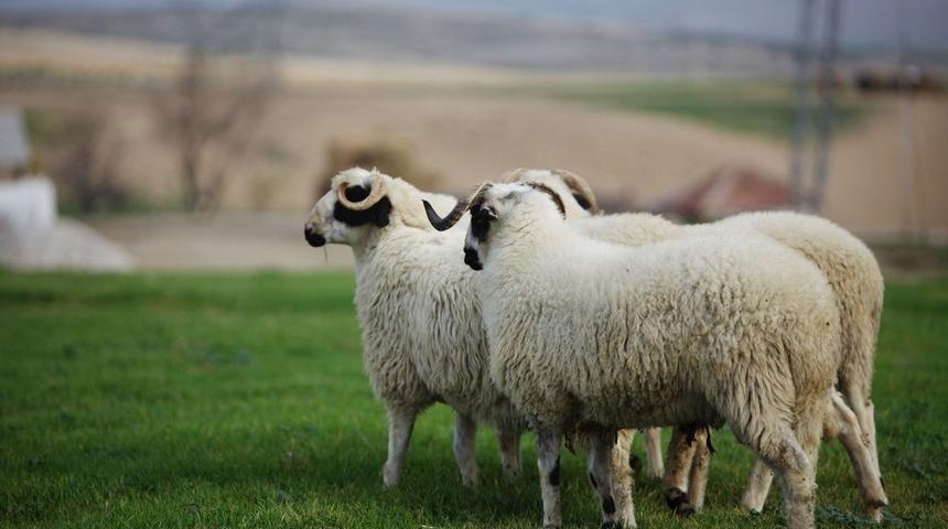 Hilmi G&uuml;ler&rsquo;den tarım atağı