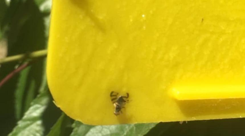 Şaphane Ziraat Odası Başkanı kiraz &uuml;reticisini uyardı