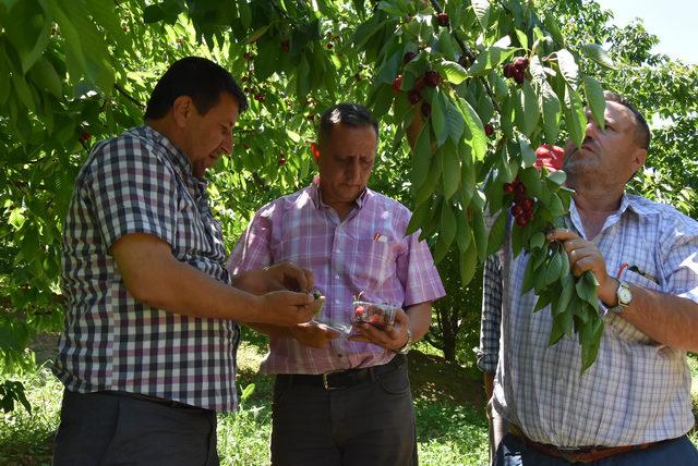 İngiliz Kraliyet Ailesi'nin sofrasına İnegöl kirazı