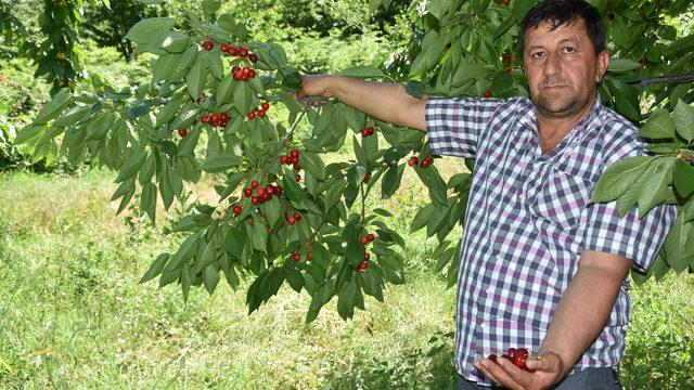 İngiliz Kraliyet Ailesi'nin sofrasına İnegöl kirazı