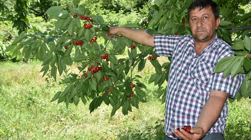 İngiliz Kraliyet Ailesi'nin sofrasına İnegöl kirazı