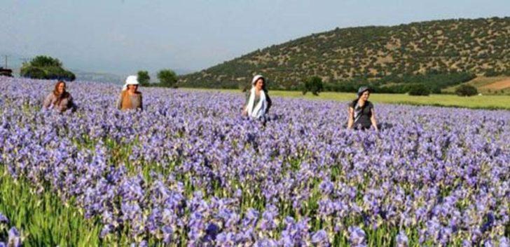 25 yaşında iş sahibi oldu, 12 ay hasat yapıp satıyor G3