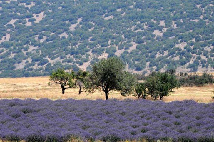25 yaşında iş sahibi oldu, 12 ay hasat yapıp satıyor G4