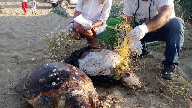 9 deniz kaplumbağasının ölüm nedeni insan kaynaklı