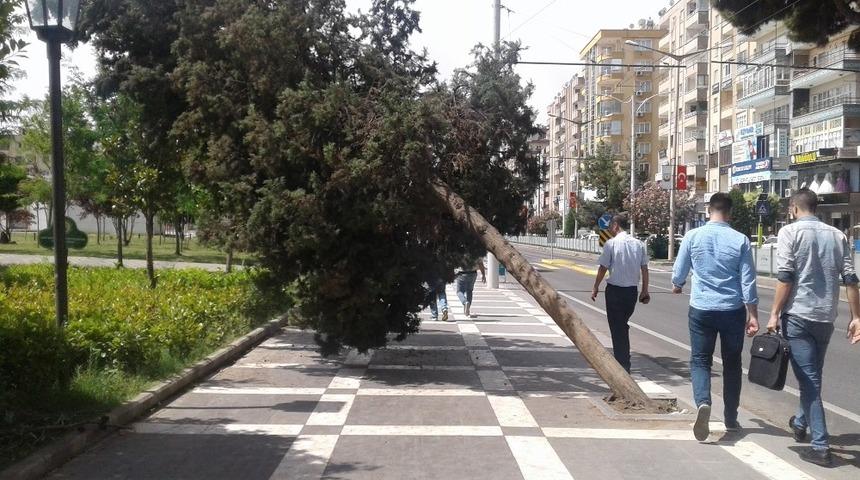 R&uuml;zgardan etkilenen ağa&ccedil;lar yan yatırdı