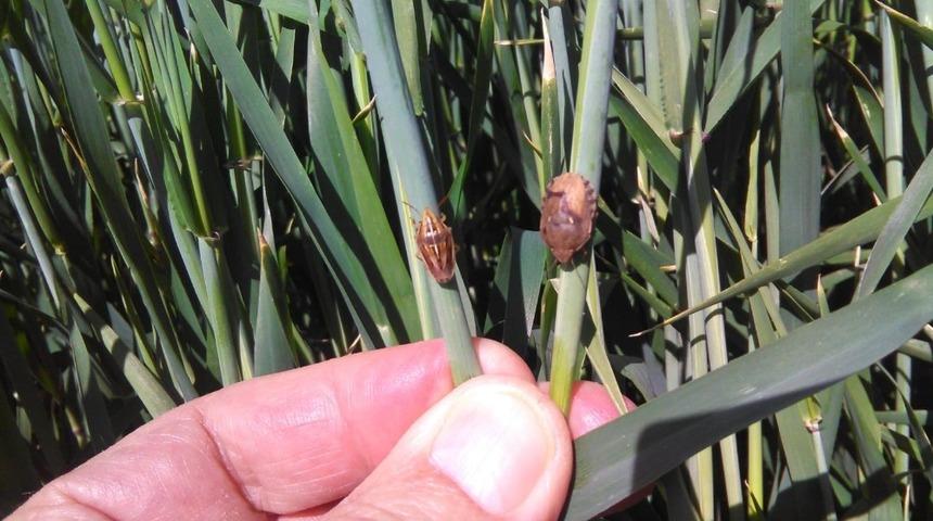 Eskişehir&rsquo;de s&uuml;ne m&uuml;cadele &ccedil;alışmaları bayramda da devam etti