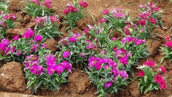 Muş Belediyesi kenti çiçeklerle süslüyor G4