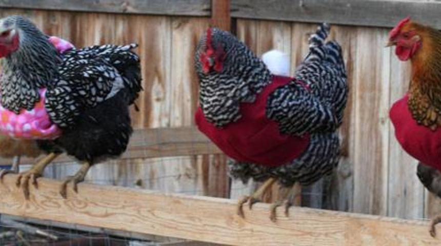 Tavuklar Üşümesin Diye Kazak Ören Pamuk Kalpli Teyzelerin Göz Dolduran Hikayesi