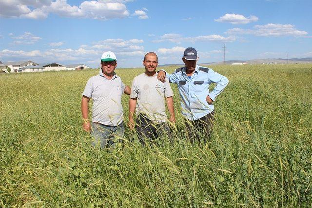 Karışık yem bitkisi hasadı yapıldı 1