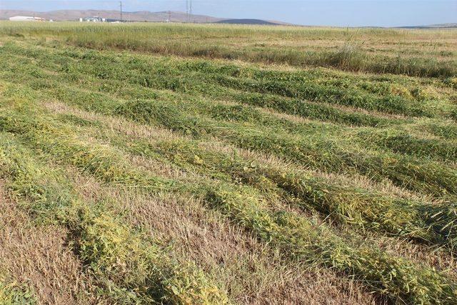 Karışık yem bitkisi hasadı yapıldı 2