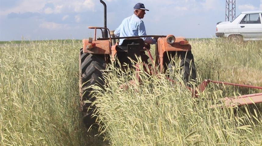 Karışık yem bitkisi hasadı yapıldı