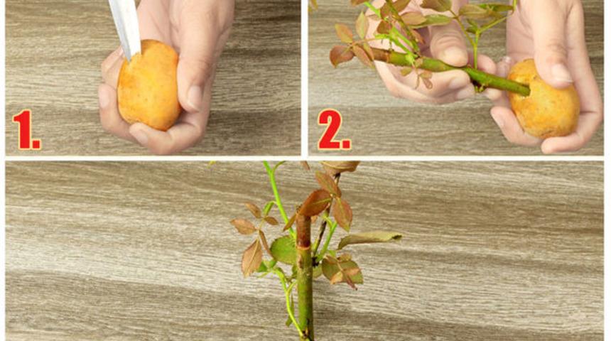 Patatesin Şaşırtıcı Şekilde Garip ama Pratik 10 Kullanım Yeri