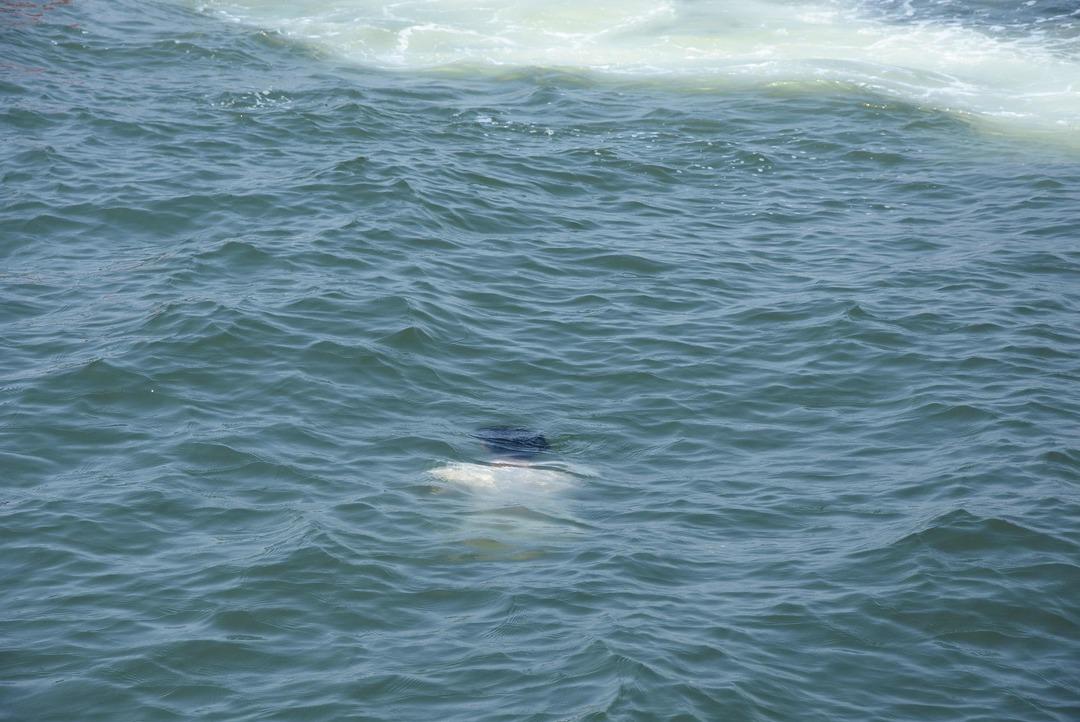Denizde fark edildi! İzmir'de korkun&ccedil; olay