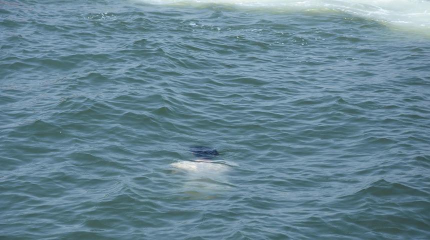 İzmir'de korkunç görüntü! Gören telefonuna sarıldı
