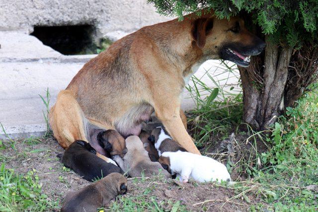 Köpek ve 7 yavrusuna imam sahip çıktı 