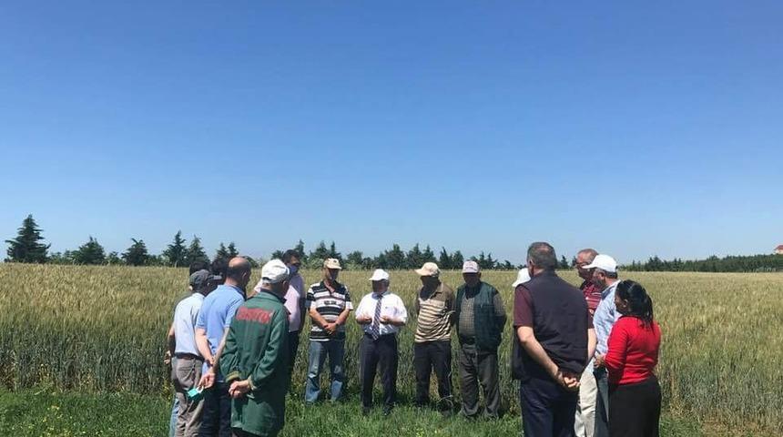 S&uuml;ne ile m&uuml;cadele i&ccedil;in 100 bin parazitoit doğaya salındı