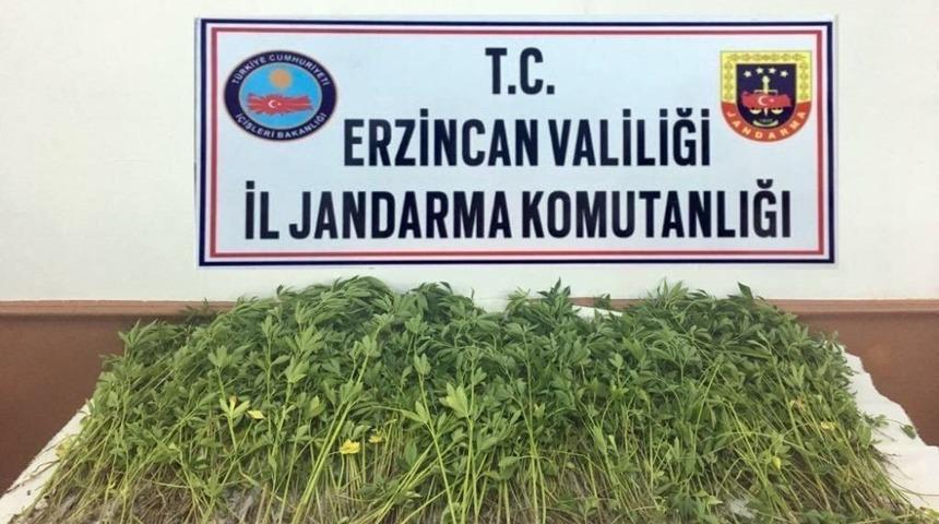 Erzincan&rsquo;da k&ouml;k kenevir bitkisi ele ge&ccedil;irildi