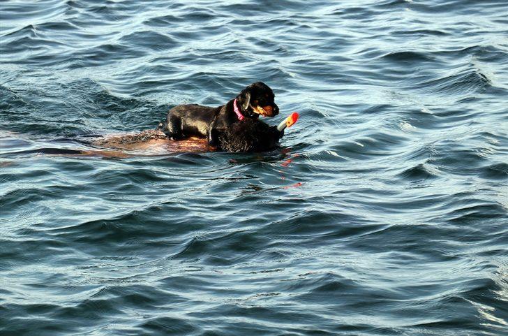 Bu köpek sahibinin sırtında yüzüyor G1