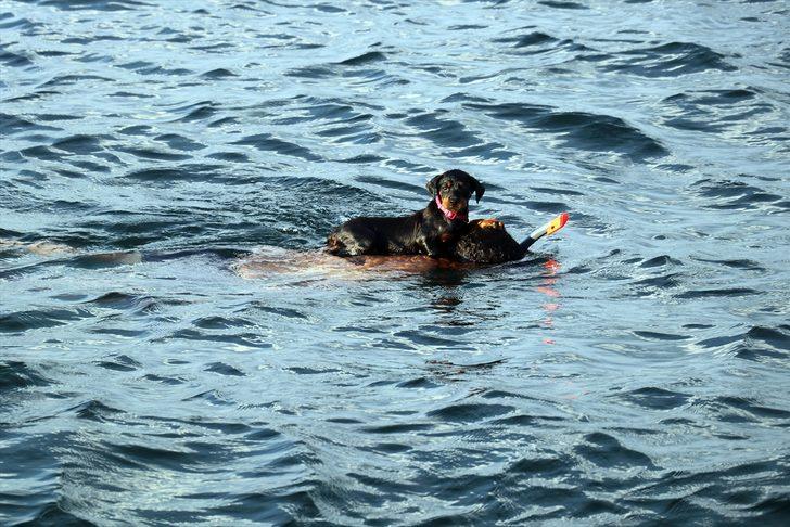 Bu köpek sahibinin sırtında yüzüyor G2