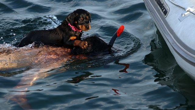 Bu köpek sahibinin sırtında yüzüyor