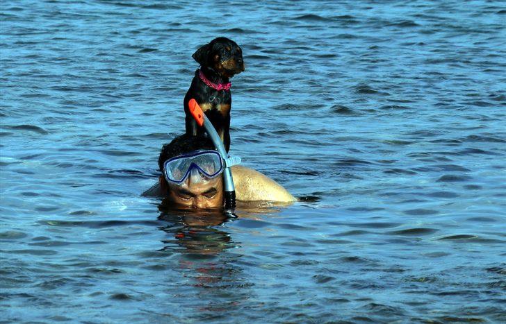Bu köpek sahibinin sırtında yüzüyor G4