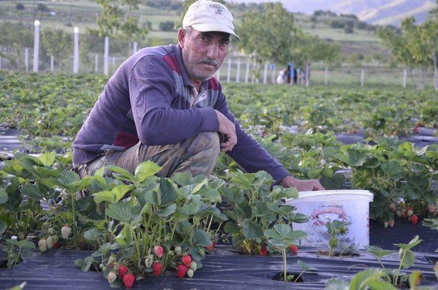 Çilek üretimi çiftçilerin yeni geçim kaynağı oldu