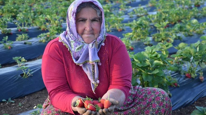 &Ccedil;ilek &uuml;retimi &ccedil;ift&ccedil;ilerin yeni ge&ccedil;im kaynağı oldu