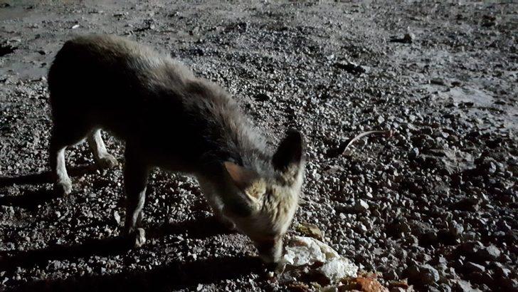 Odasına kadar geliyor! İnşaat işçisi tilkiyi elleriyle besliyor G2