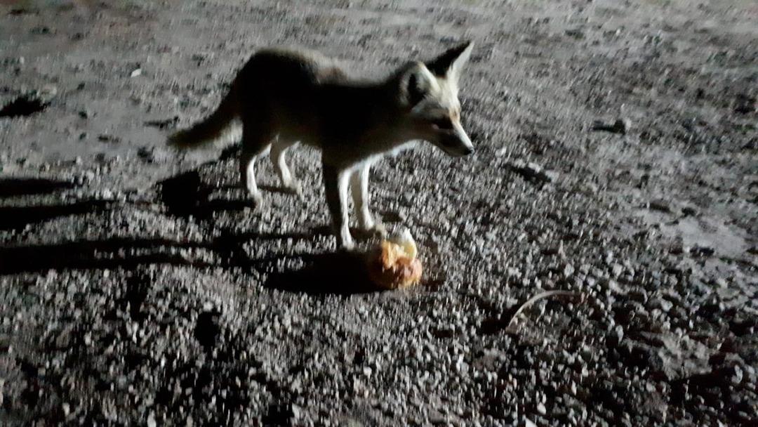 Odasına kadar geliyor! İnşaat iş&ccedil;isi tilkiyi elleriyle besliyor