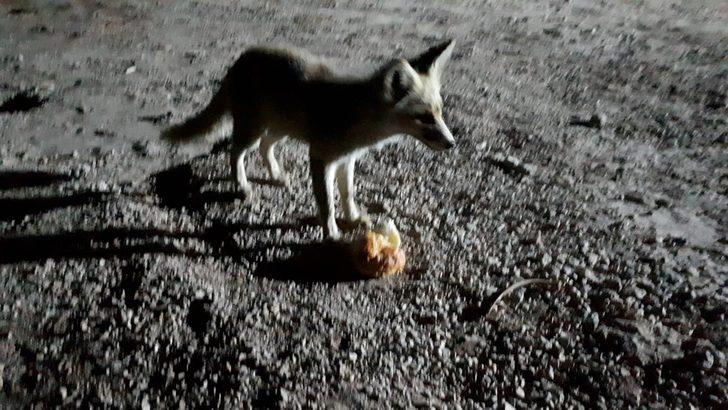 Odasına kadar geliyor! İnşaat işçisi tilkiyi elleriyle besliyor G3