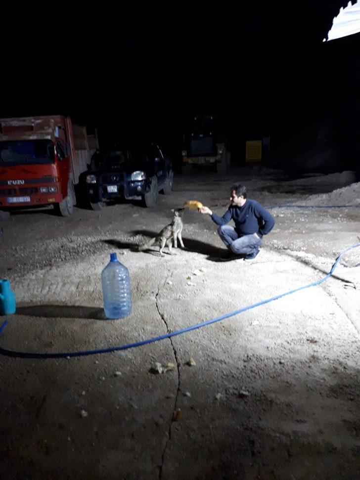 Odasına kadar geliyor! İnşaat işçisi tilkiyi elleriyle besliyor G4