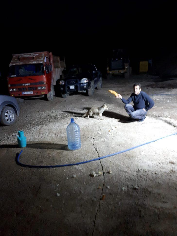 Odasına kadar geliyor! İnşaat işçisi tilkiyi elleriyle besliyor G5