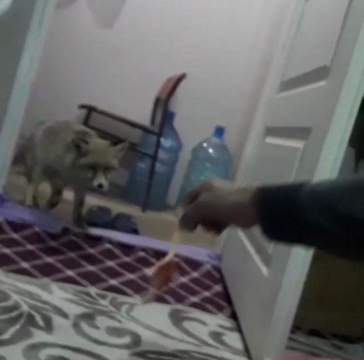 Odasına kadar geliyor! İnşaat işçisi tilkiyi elleriyle besliyor G1