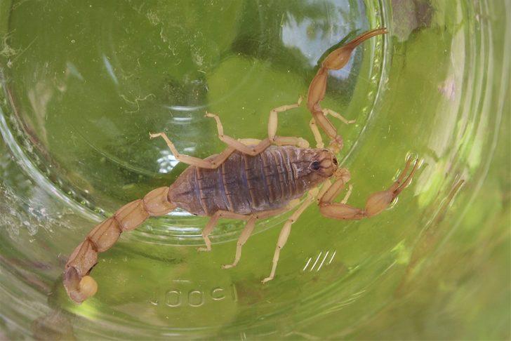 Van'da bir evi akrepler bastı!  G3